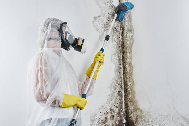 Best Attic Mold Remediation in Bethesda, OH