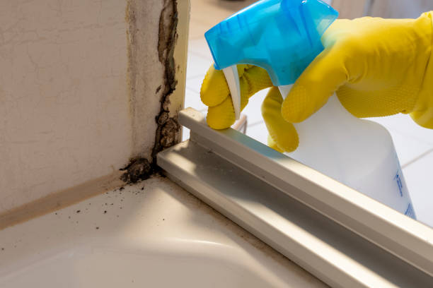 Best HVAC Mold Remediation in Bethesda, OH