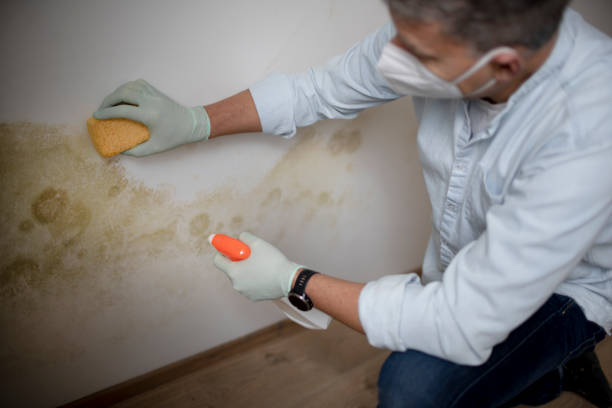 Best Industrial Mold Remediation in Bethesda, OH