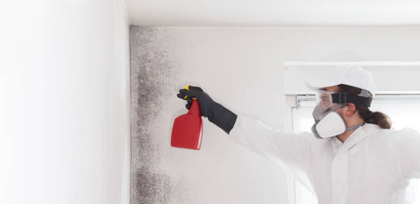 Best Kitchen Mold Remediation in Bethesda, OH