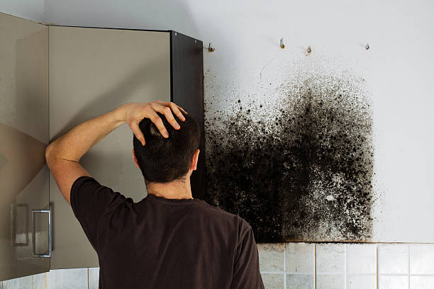 Best Basement Mold Remediation in Bethesda, OH