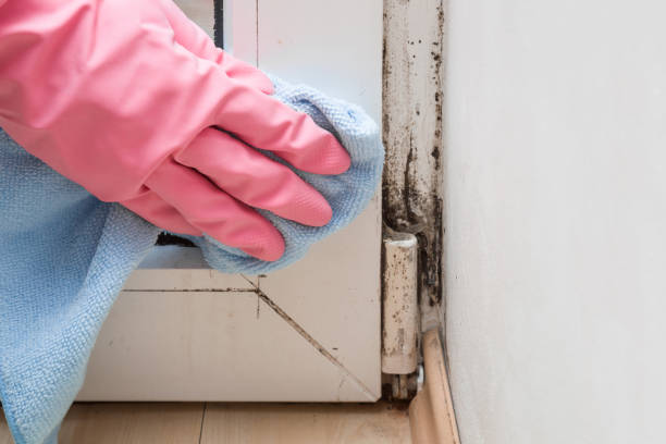 Best Black Mold Remediation in Bethesda, OH