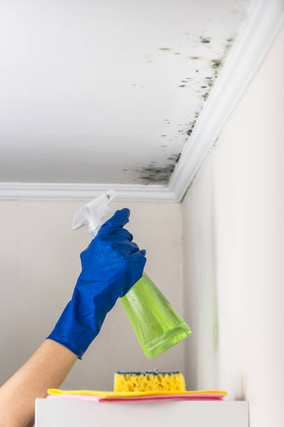 Best Post-Flood Mold Remediation in Bethesda, OH
